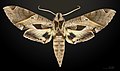 * Nomination Eumorpha satellitia excessus - Dorsal side - Male. By User:Archaeodontosaurus --Olivier LPB 20:14, 20 February 2017 (UTC) * Promotion Good quality. --Jacek Halicki 22:26, 20 February 2017 (UTC)