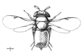 Eunotinae