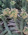 Euphorbia caput-medusae (26661162425).jpg
