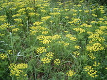 Euphorbia cyparissias overzicht.jpg