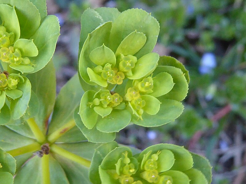 File:Euphorbia helioscopia 03.jpg