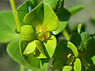Brede wolfsmelk ('Euphorbia platyphyllos)
