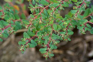 <i>Euphorbia serpyllifolia</i> Species of flowering plant