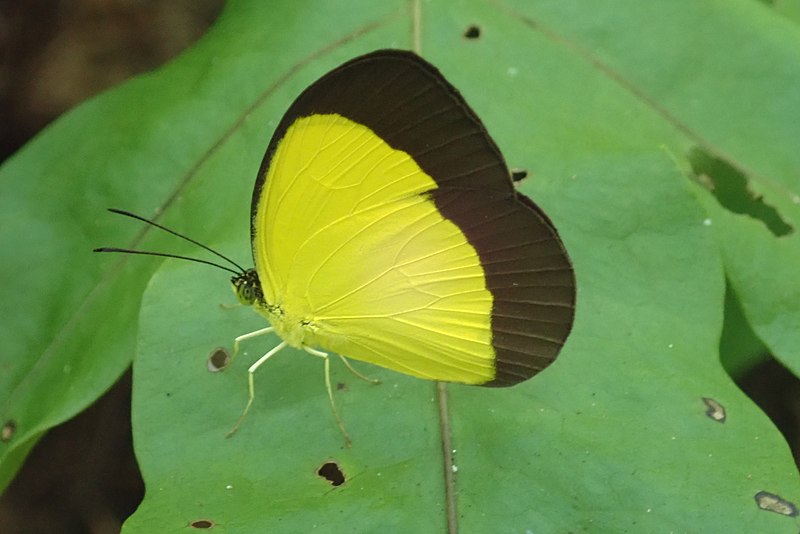 File:Eurema candida 28010236.jpg