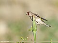 European Goldfinch (Carduelis carduelis) (49771155856).jpg