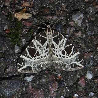 <i>Eustroma</i> Genus of moths