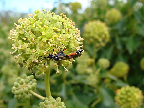 Eutanyacra picta