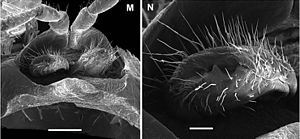 Cyphopd pair (left) and closeup of a single (right) in Eviulisoma Eviulisoma taitaorum vulvae.jpg