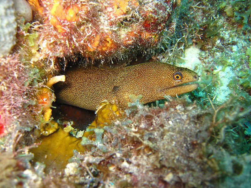 File:FKNMS Moray eel (50040738463).jpg