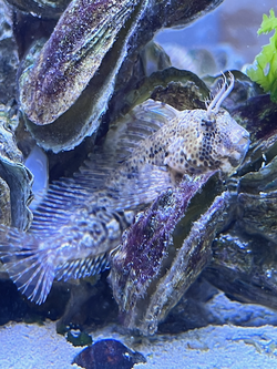 Feather blenny.png