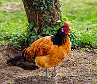 Rank: without Chicken ♂ (Gallus gallus domesticus) in a pen