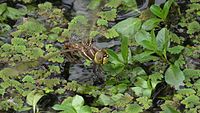 Female ovipositing, depositing her eggs in a dam