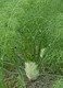 Fennel J1.jpg