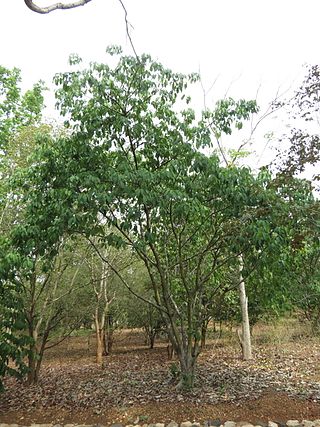 <i>Ficus tsjahela</i> Species of flowering plant