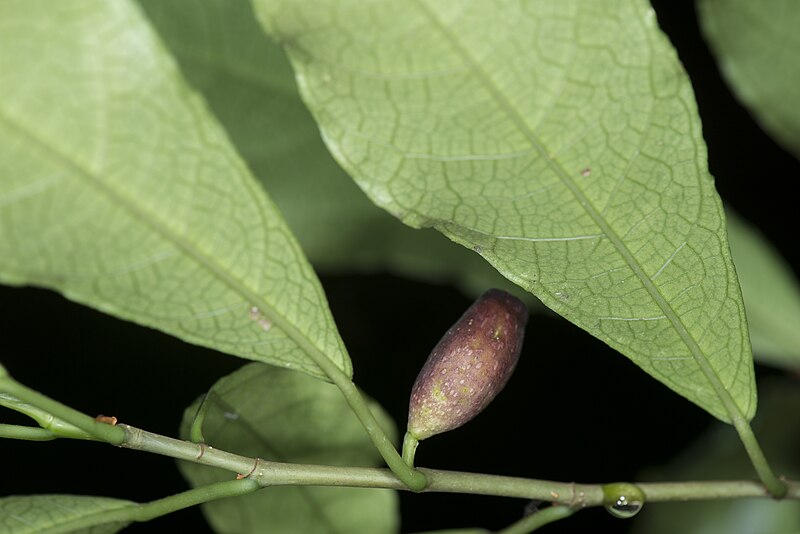 File:Ficus formosana (42654968975).jpg