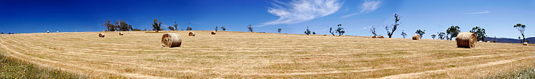 Выкошенный луг с сеном, собранным в рулоны (штат Виктория, Австралия)