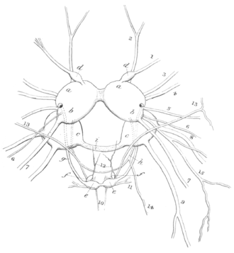 Drawing of nervous system of Fiona pinnata showing central ganglia and their nerves. Fiona pinnata nervous system.png