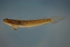 Gobionellus oceanicus