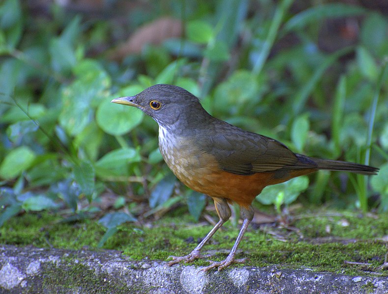 File:Flickr - Dario Sanches - SABIÁ-LARANJEIRA (Turdus rufiventris) (7).jpg