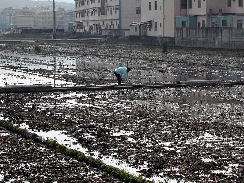 File:Flooded paddy field in Wu-chih Taiwan.jpg