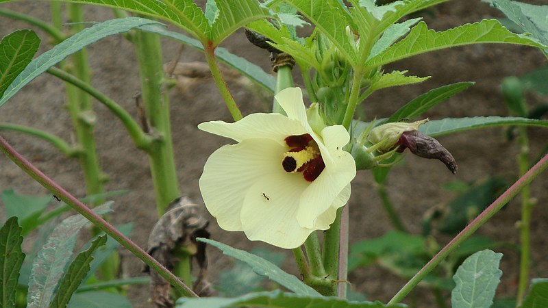 File:Flor Bairro Santa Rita - Volta Redonda - Brasil - panoramio.jpg