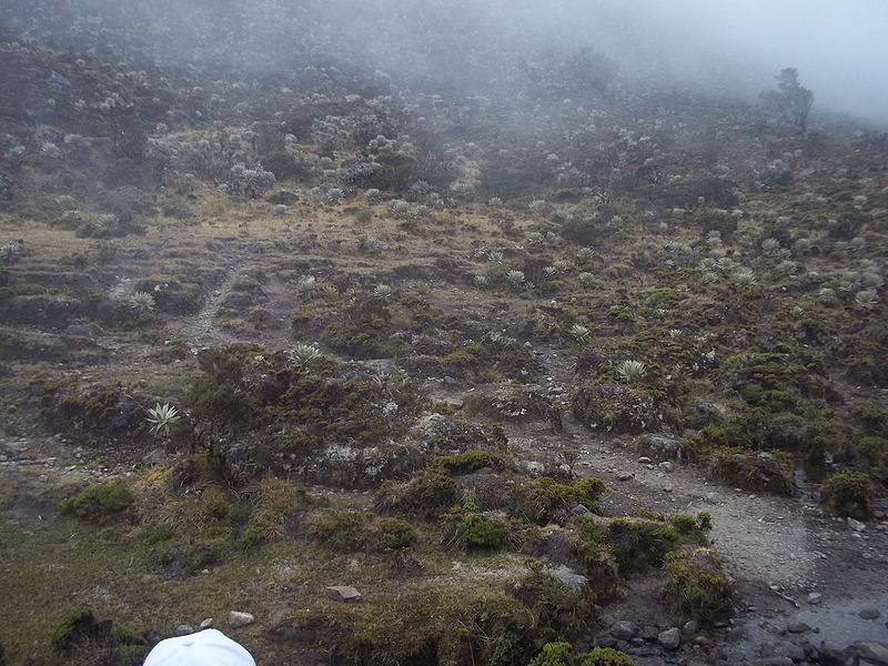 File:Flora común del Páramo Batallón y La Negra - Parque nacional General Juan Pablo Peñaloza.jpg