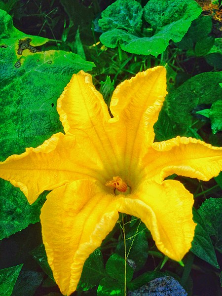 File:Flower of Kalabasa (Squash).jpg