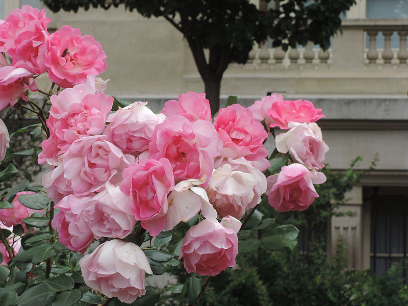 File:Flowers in France.jpg