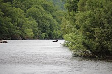 Bär im Fluss Bystraja auf Kamtschatka