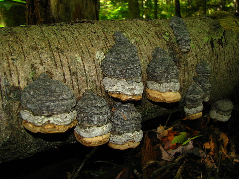 File:Fomes fomentarius 25616.jpg