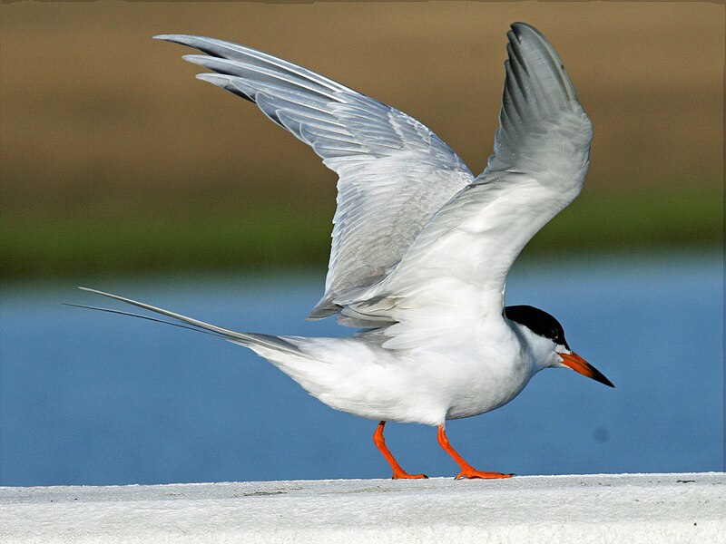 File:Forster's Tern RWD23.jpg