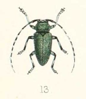 <i>Frea mniszechi</i> species of beetle