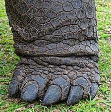 Aldabra giant tortoise foot, an efficient digging tool Front foot on Aldabra giant tortoise.JPG