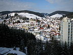 Schönwald im Schwarzwald - Schwarzwaldtanne - Nie