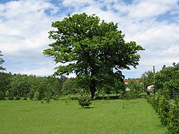 Bilgi Kutusu'ndaki görüntü.