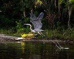 Lower Wekiva River Preserve State Park