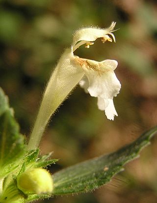 <i>Galeopsis segetum</i> Species of flowering plant