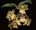 Gastrochilus distichus