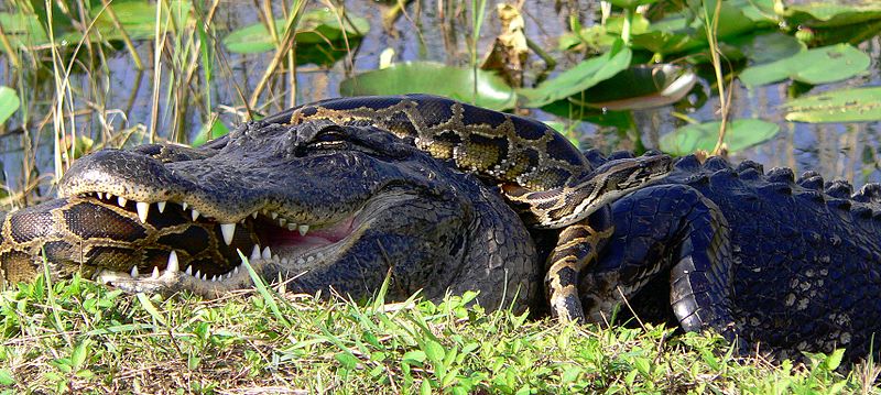 File:Gator and Python retouched.jpg