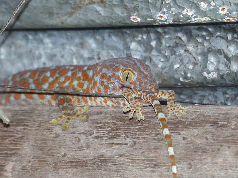 File:Gekko gecko 192129928.jpg