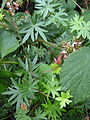 leaves and seed-head