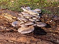 Gewone oesterzwam (Pleurotus ostreatus) op een dode boomstam.