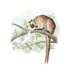 Life restoration of B. paulae Giant Tree Kangaroo (Bohra paulae).png