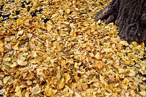 Ginkgo biloba fallen leaves.jpg