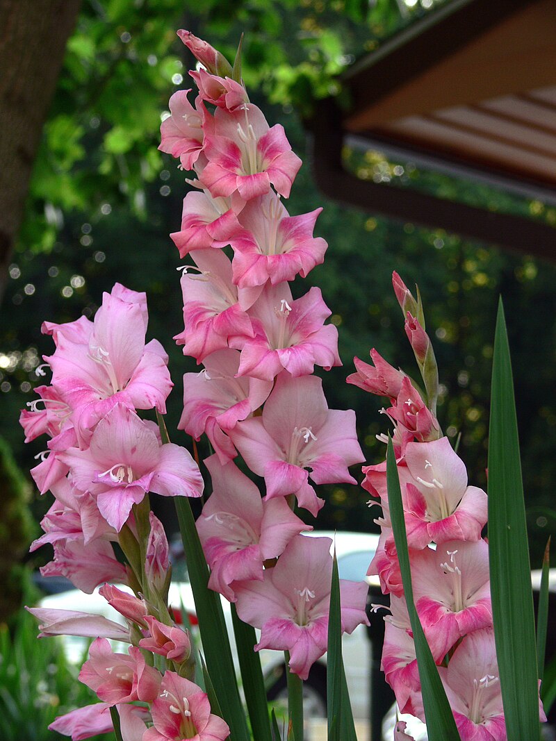 https://upload.wikimedia.org/wikipedia/commons/thumb/c/cd/Gladiolus_7-19-06.JPG/800px-Gladiolus_7-19-06.JPG