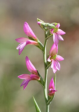 Gladiolus illyricus-.jpg