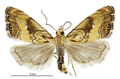 Glaucocharis chrysochyta male.jpg