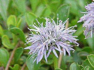 <center>Globularia cordifolia</center>