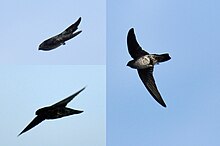 Glossy swiftlet Glossy Swiftlet collage.JPG