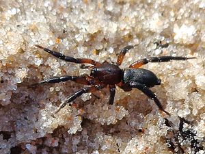 Gnaphosa bicolor